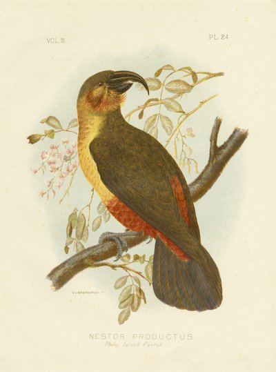 Norfolk Kaka by Gracius Broinowski